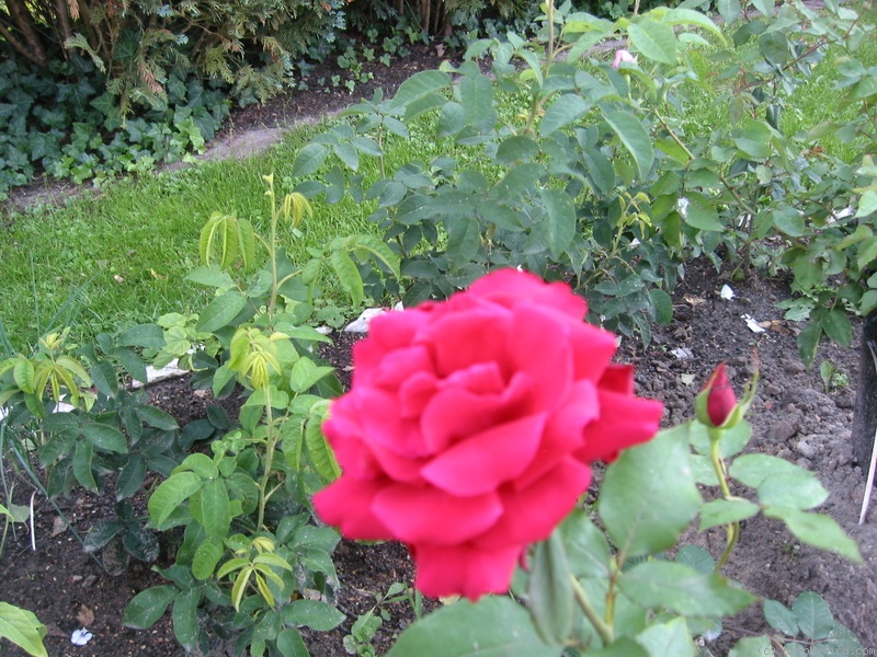 'Carmen Talón' rose photo