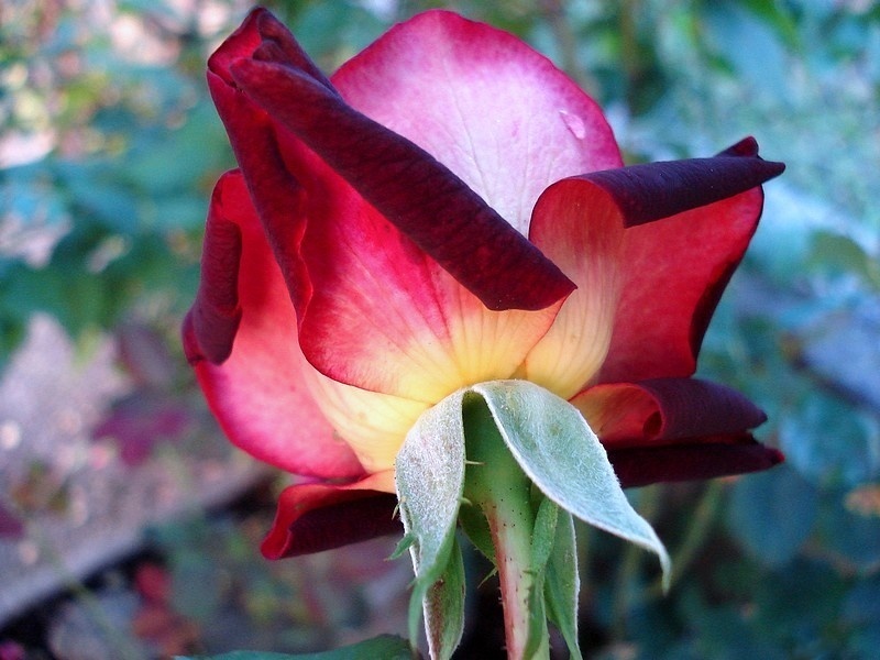 'Eddy Mitchell ®' rose photo