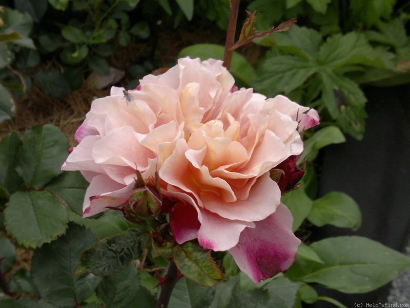 'Distant Drums (Shrub, Buck 1984)' rose, click to enlarge 'Distant Drums (Shrub, Buck 1984)' rose photo