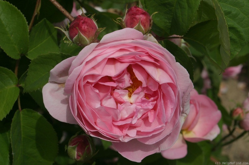 '<i>Rosa gallica huilii</i>' rose photo