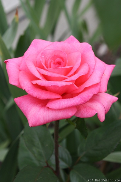 'Aromatherapy ™' rose photo