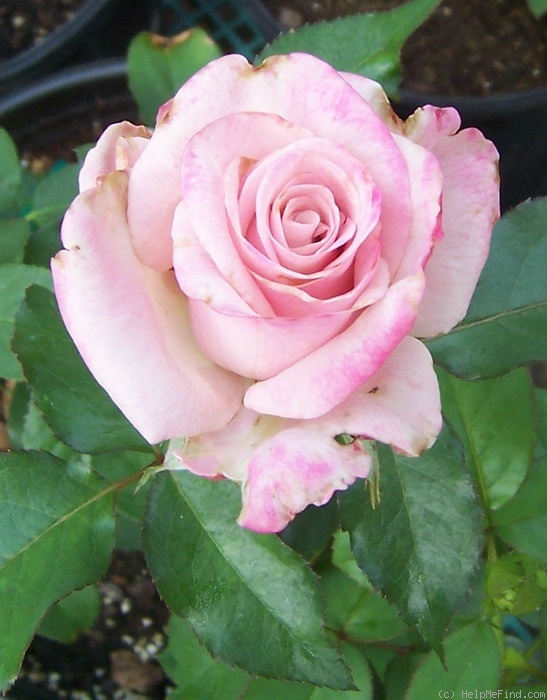 'Park Place (floribunda, Christensen, 1987)' rose photo