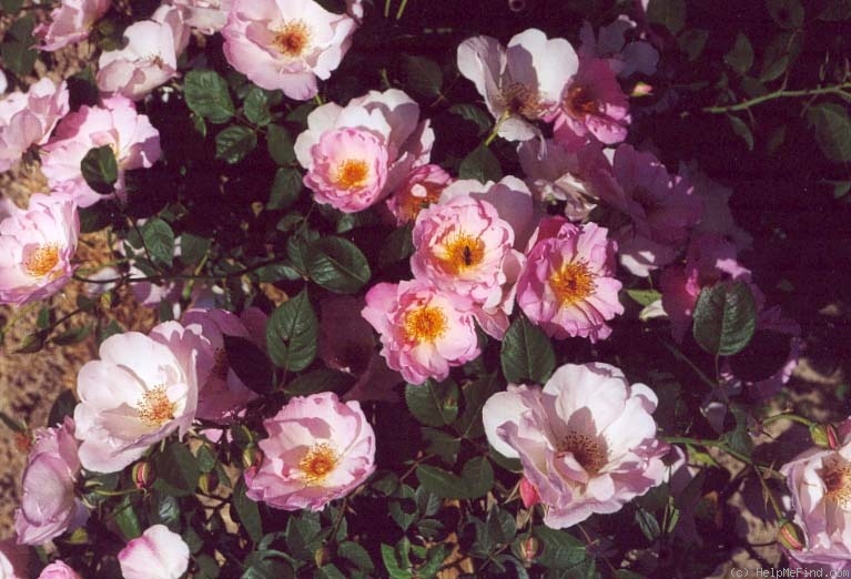 'Krause Macrantha' rose photo
