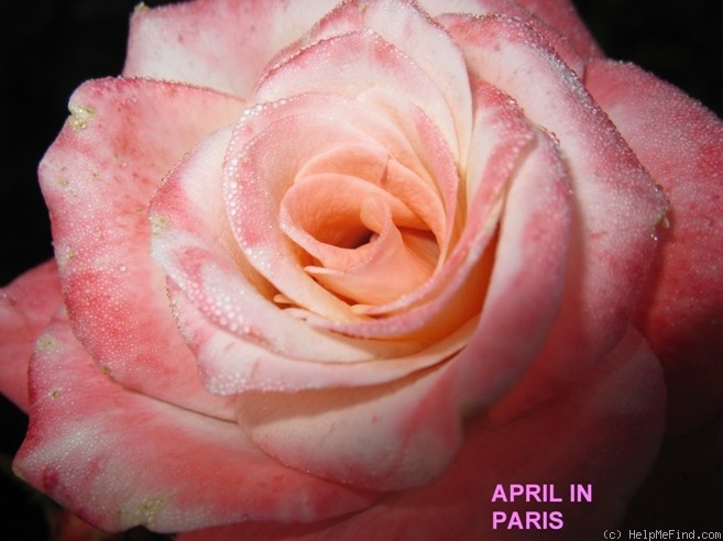 'April In Paris ™' rose photo