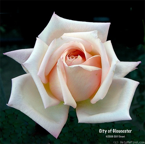 'City of Gloucester' rose photo