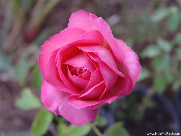 'HERfla' rose photo