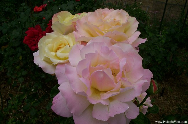 'Peace (hybrid tea, Meilland 1935)' rose photo