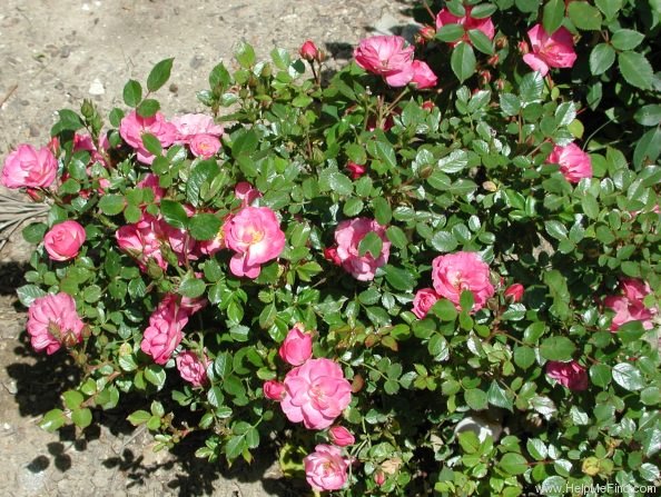 'Alfie' rose photo
