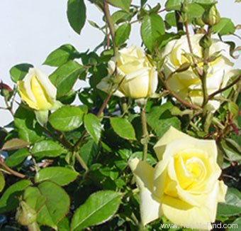 'Helmut Schmidt' rose photo