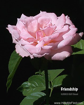 'Friendship (hybrid tea, Lindquist, 1978)' rose photo