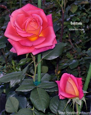 'Solitude ™ (grandiflora, Olesen 1991)' rose photo