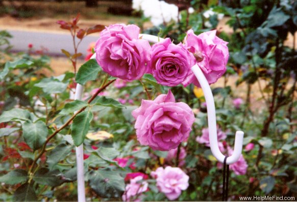 'Fragrant Plum (hybrid tea, Christensen before 1988)' rose photo