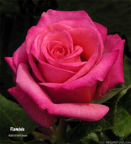 'Flambee (florist rose, Tantau)' rose photo