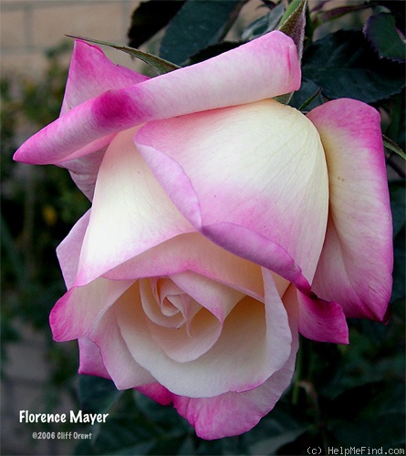 'Florence Mayer' rose photo