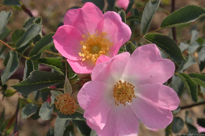 '<I>Rosa rubrifolia</i> pyrenaica' rose photo