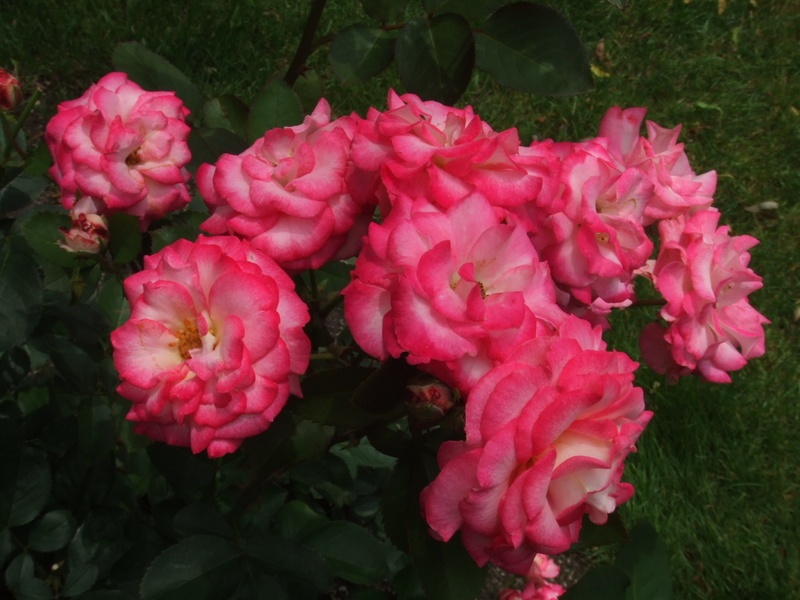 'Paul Jerabek' rose photo