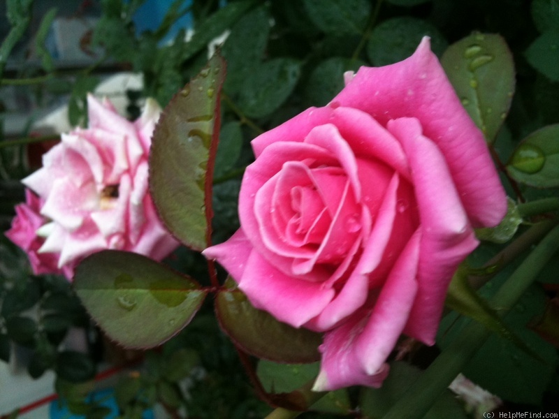 'Rosita Vendela ®' rose photo