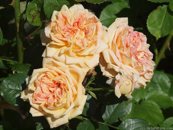 'Alchemist' rose photo