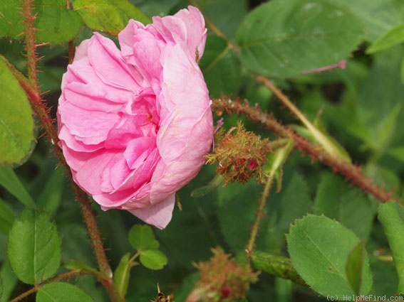 'Common Moss' rose photo