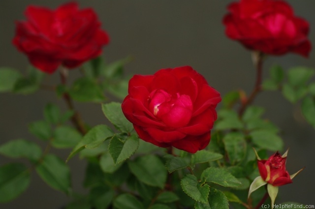 'Red Spot ®' rose photo