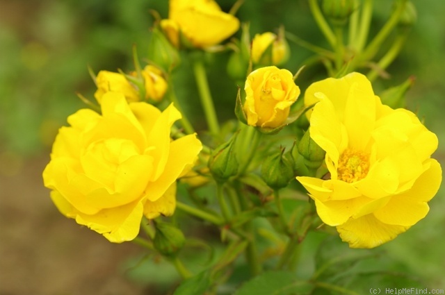 'Forever Yellow ®' rose photo