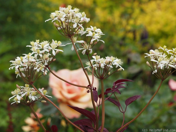 'C. recta 'Purpurea'' clematis photo