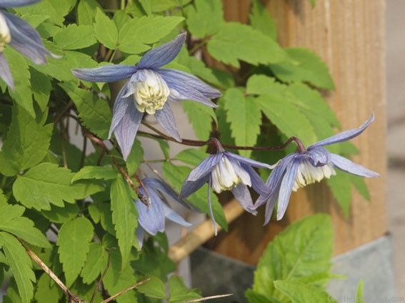 'Francis Rivis' clematis photo