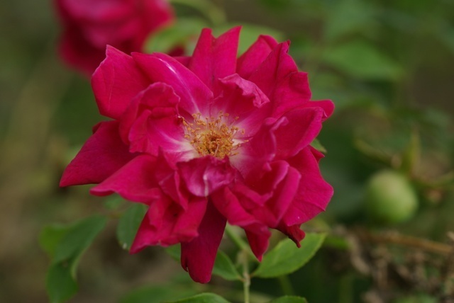 'Alsterufer' rose photo