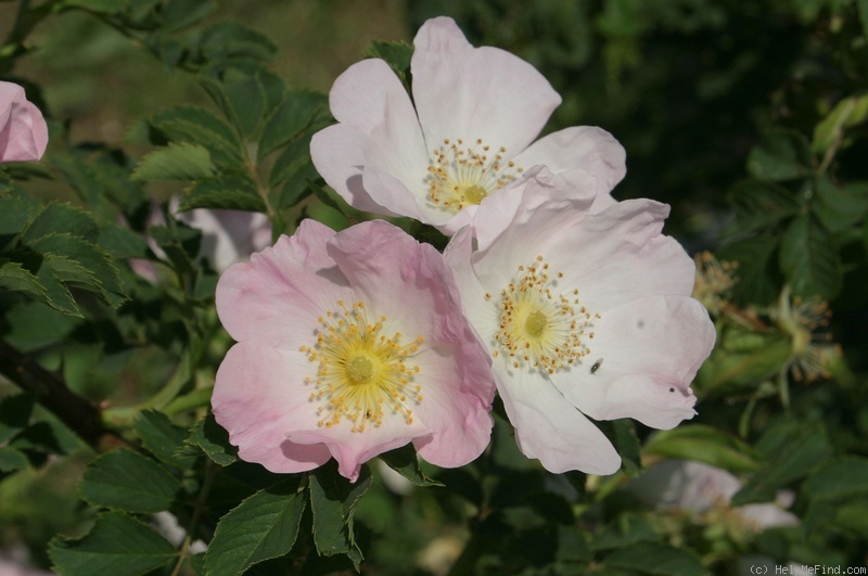 'R. laxa' rose photo