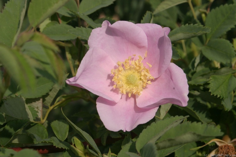 'R. litvinovii' rose photo