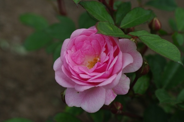 'Mrs. R.M. Finch' rose photo