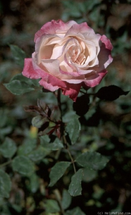 'Socrate (tea, Robert, 1858)' rose photo