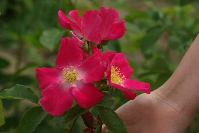 'Laurent Nicolas' rose photo