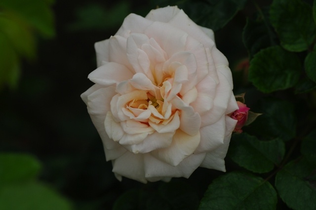 'Buttermere' rose photo