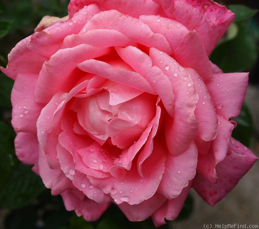 'Parly 2' rose photo