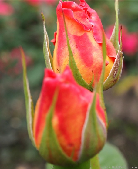 'Recuerdo de Felio Camprubi' rose photo