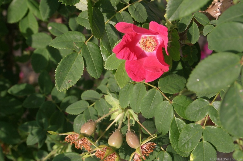 '<i>Rosa arkansana</i> 'Corsley Form'' rose photo