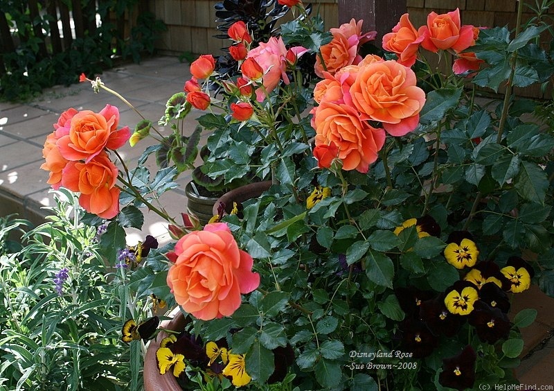 'Disneyland Rose ®' rose, click to enlarge 'Disneyland Rose ®' rose photo