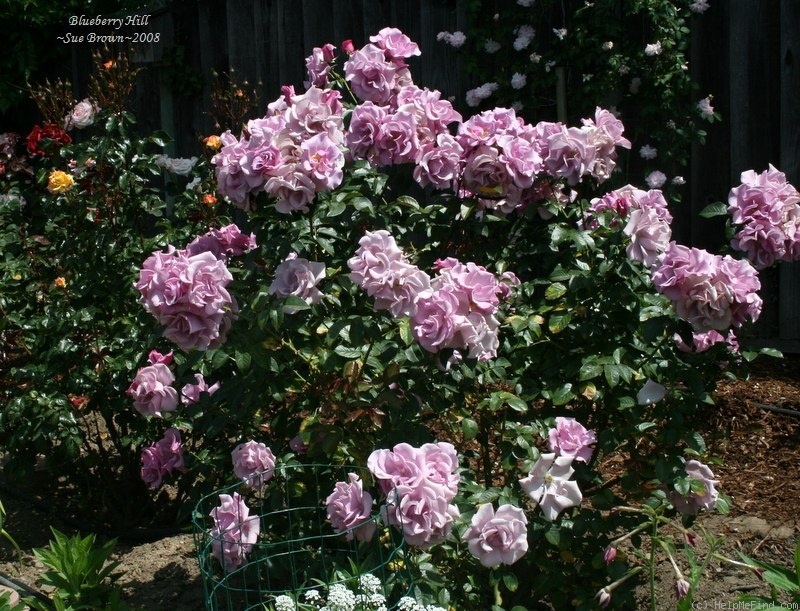 'Blueberry Hill ™' rose photo