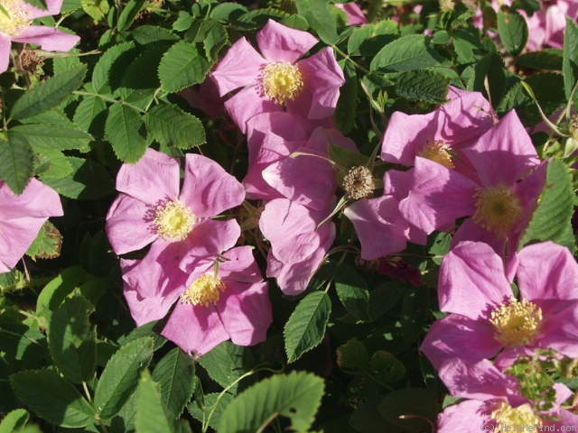 '<i>Rosa spithamea</i> S.Watson' rose photo