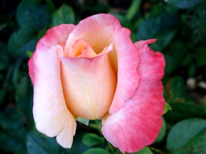 'Laetitia Casta ®' rose photo