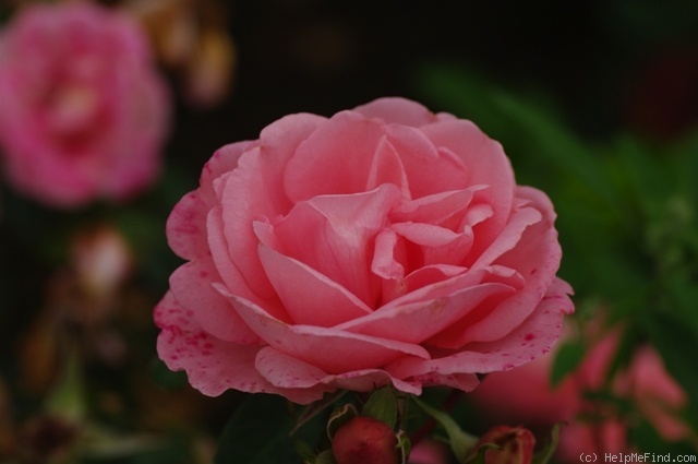 'Clara (floribunda, Barni, 2003)' rose photo