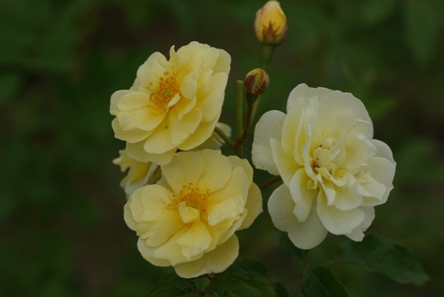 'Excellenz Kuntze' rose photo