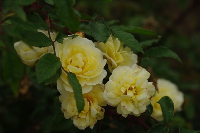 'Excellenz Kuntze' rose photo