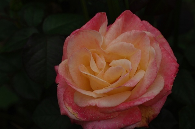 'Fiji ® (hybrid tea, Interplant, 2006)' rose photo
