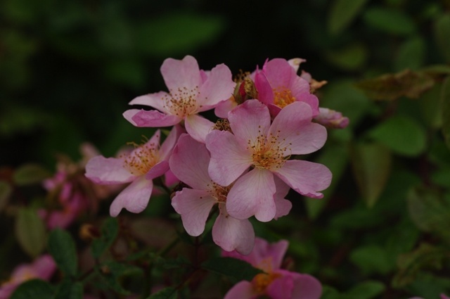 'Maaseik' rose photo