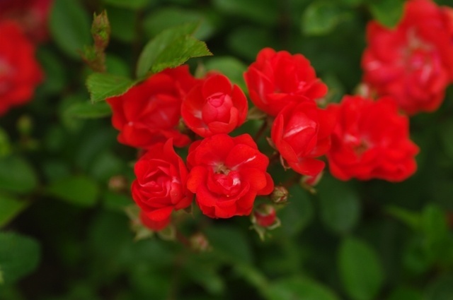 'Orange Miss Edith Cavell' rose photo