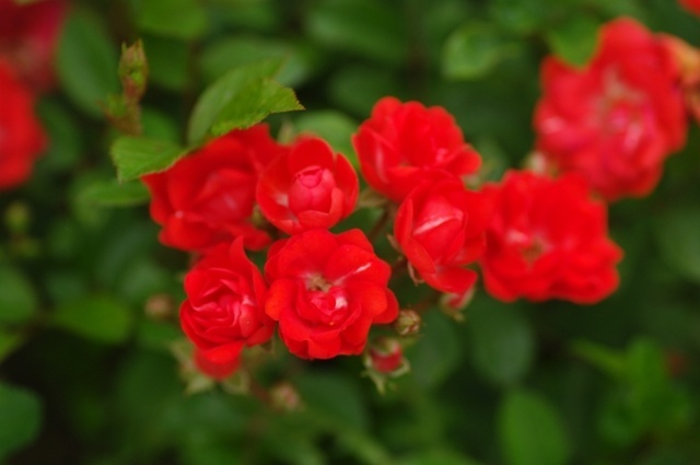 'Orange Miss Edith Cavell' rose photo