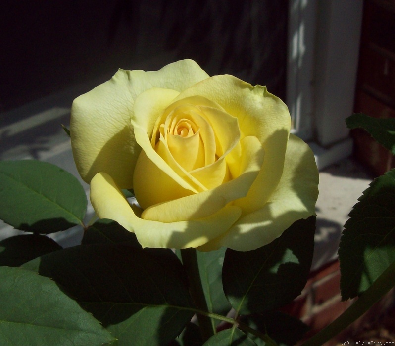 'St. Patrick ™ (hybrid tea, Strickland, 1986)' rose photo