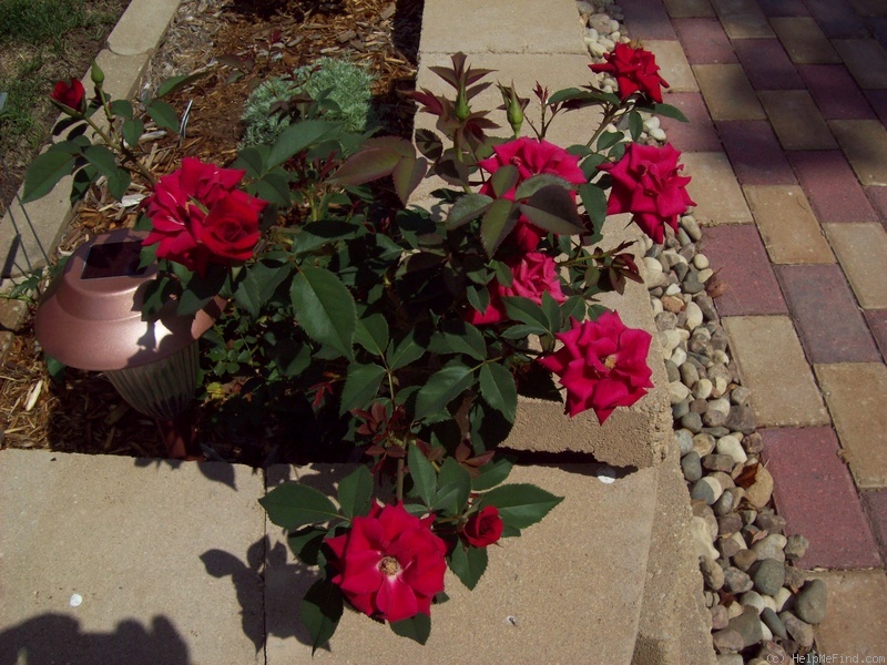 'Daddy Frank' rose photo